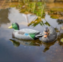 patos1.png